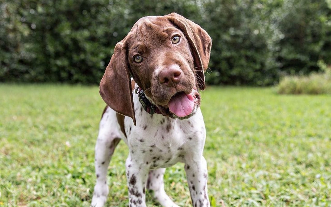 cane con la lingua di fuori