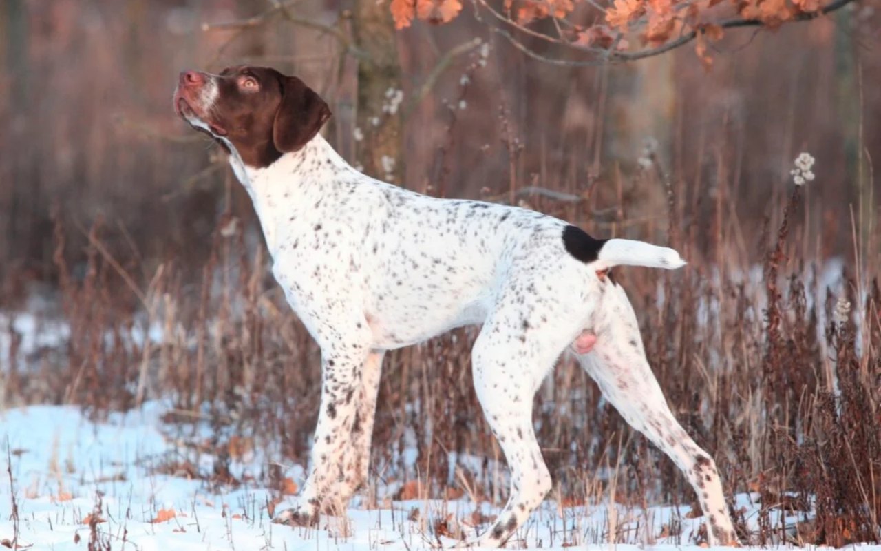 cane sulla neve