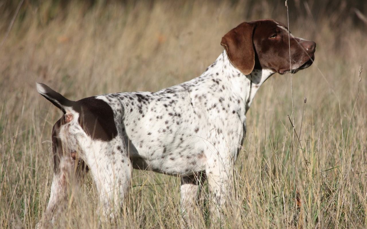 cane tra l'erba alta