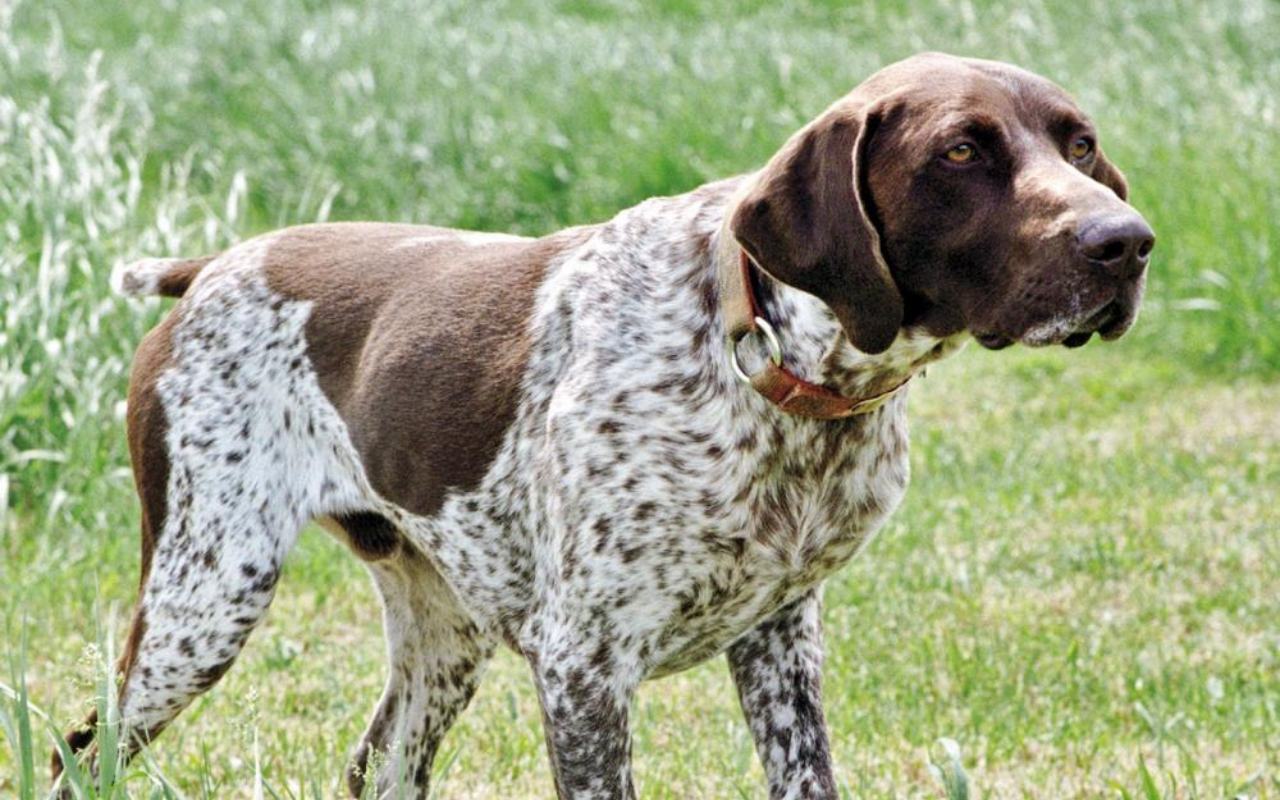 cane che punta la preda