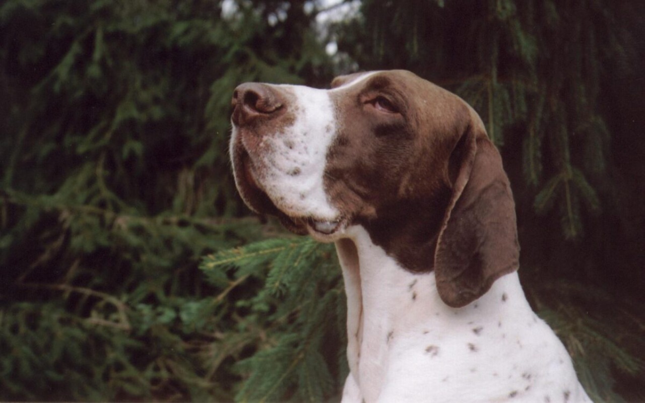 cane che guarda all'insù