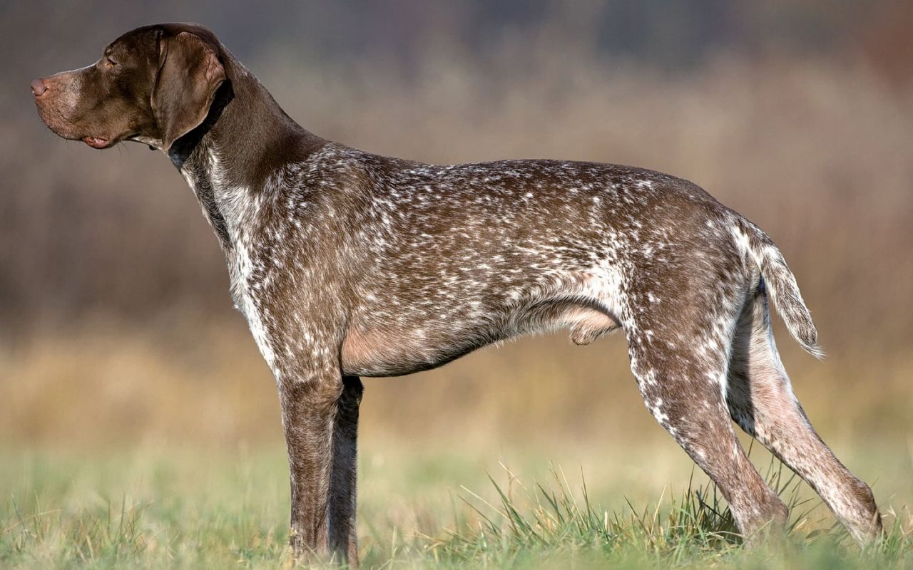 cane da caccia marrone