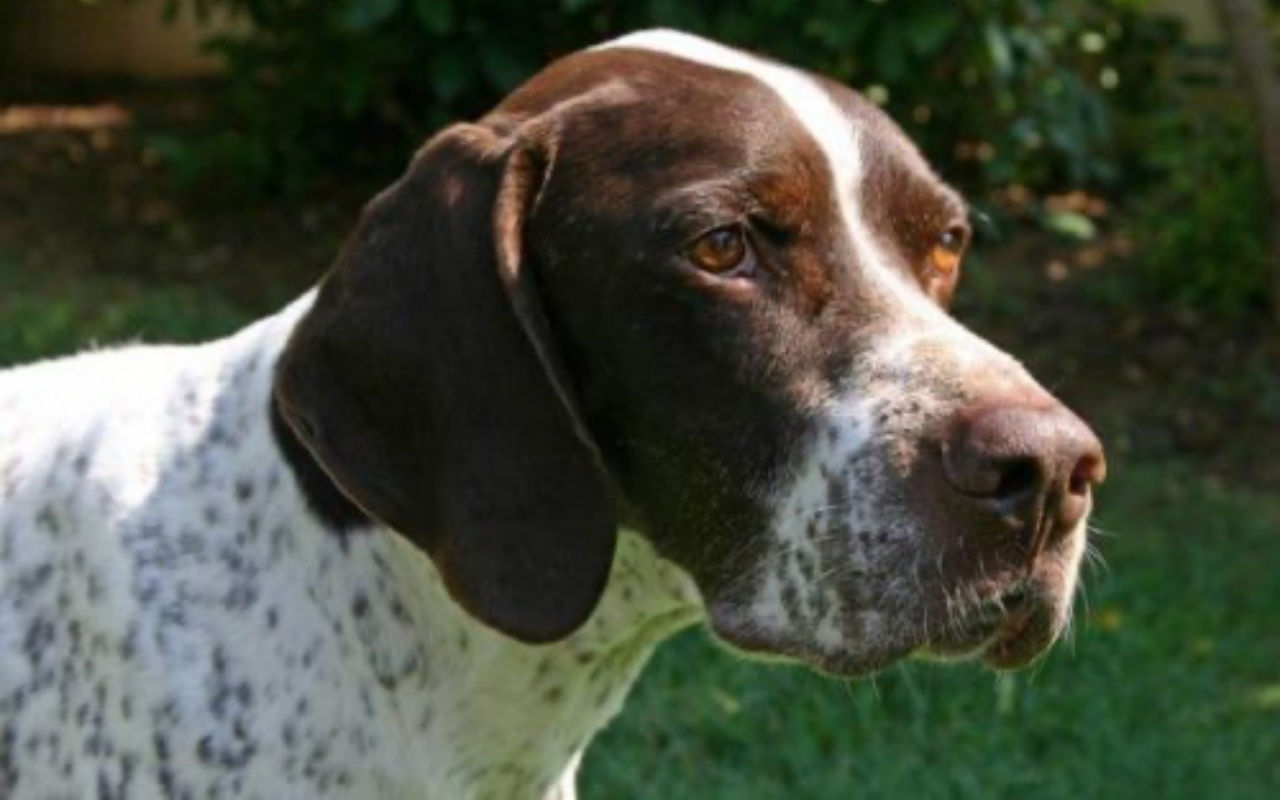 cane con la maschera marrone