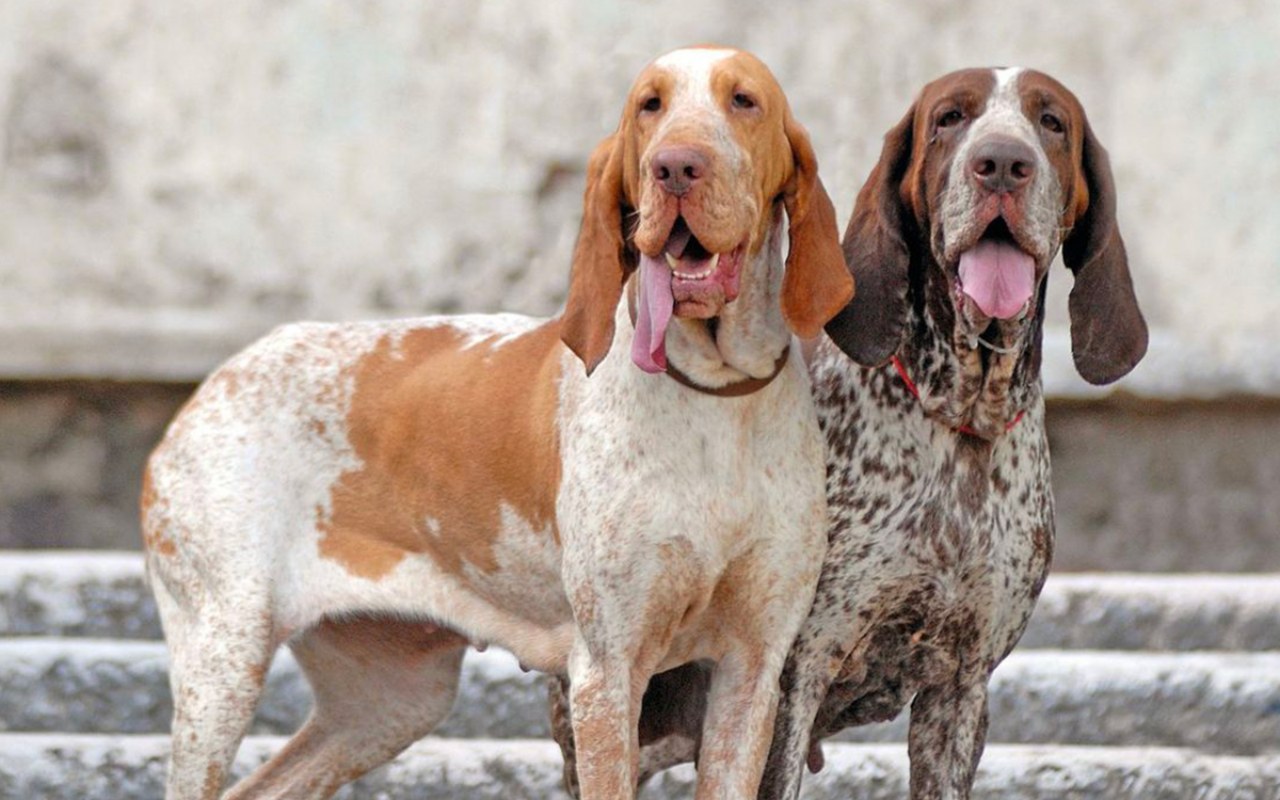 cani della stessa razza ma di colori diversi