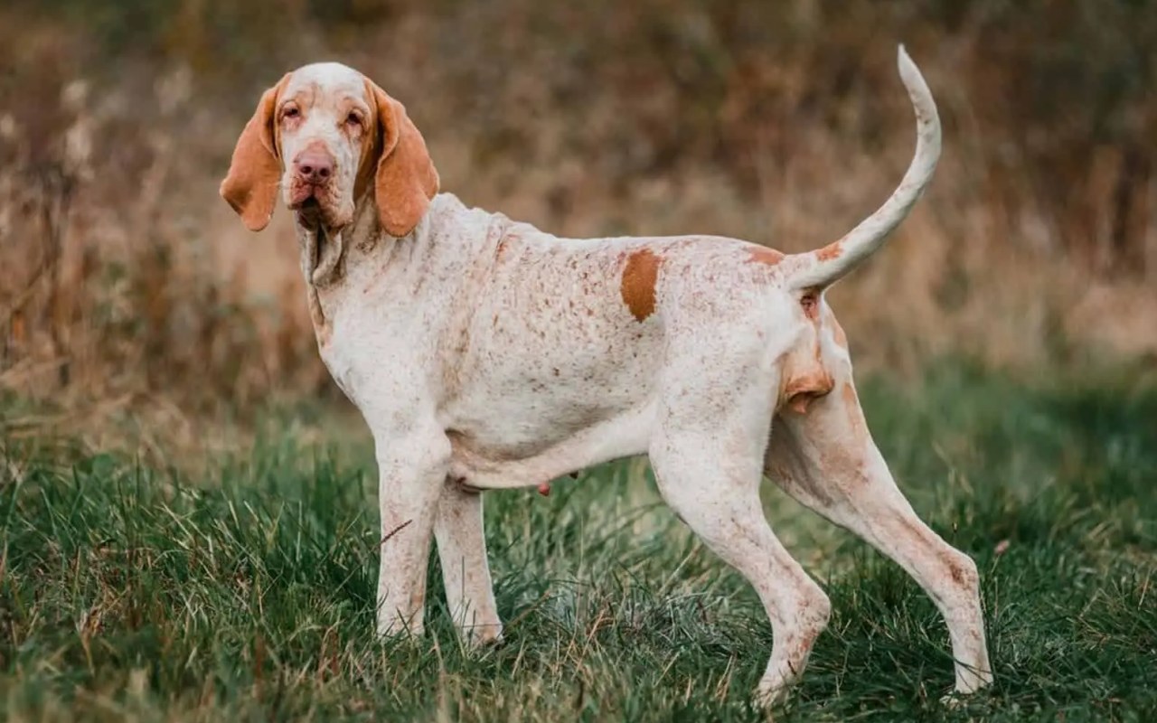 cane che cammina all'aria aperta