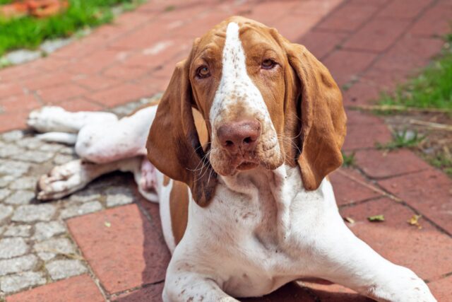 Bracco Italiano come cane da compagnia: cosa sapere