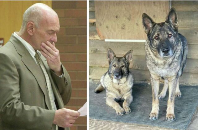 Il cacciatore toglie la vita a due cani, ma non lo ammette: “Pensavo fossero coyote”