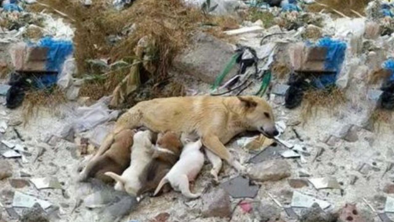 Un cane randagio allatta i suoi cuccioli