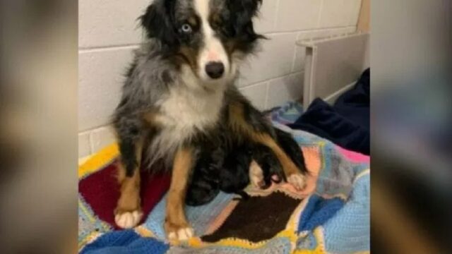 Cagnolina alla catena in uno scantinato partorisce sette cuccioli sani