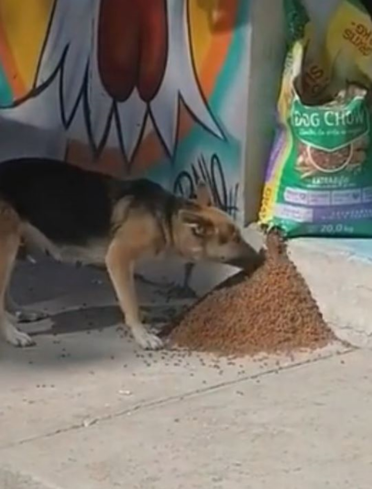 Un cane con dei croccantini 