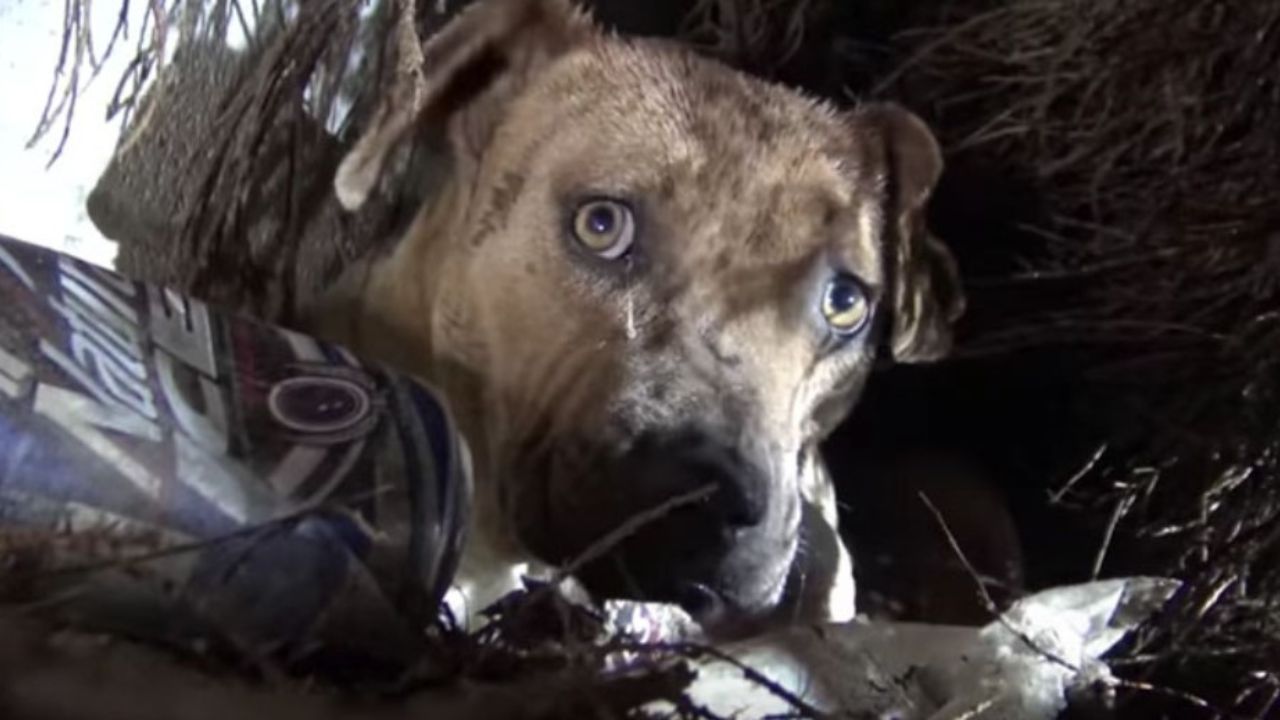 Pitbull nascosto in una grotta