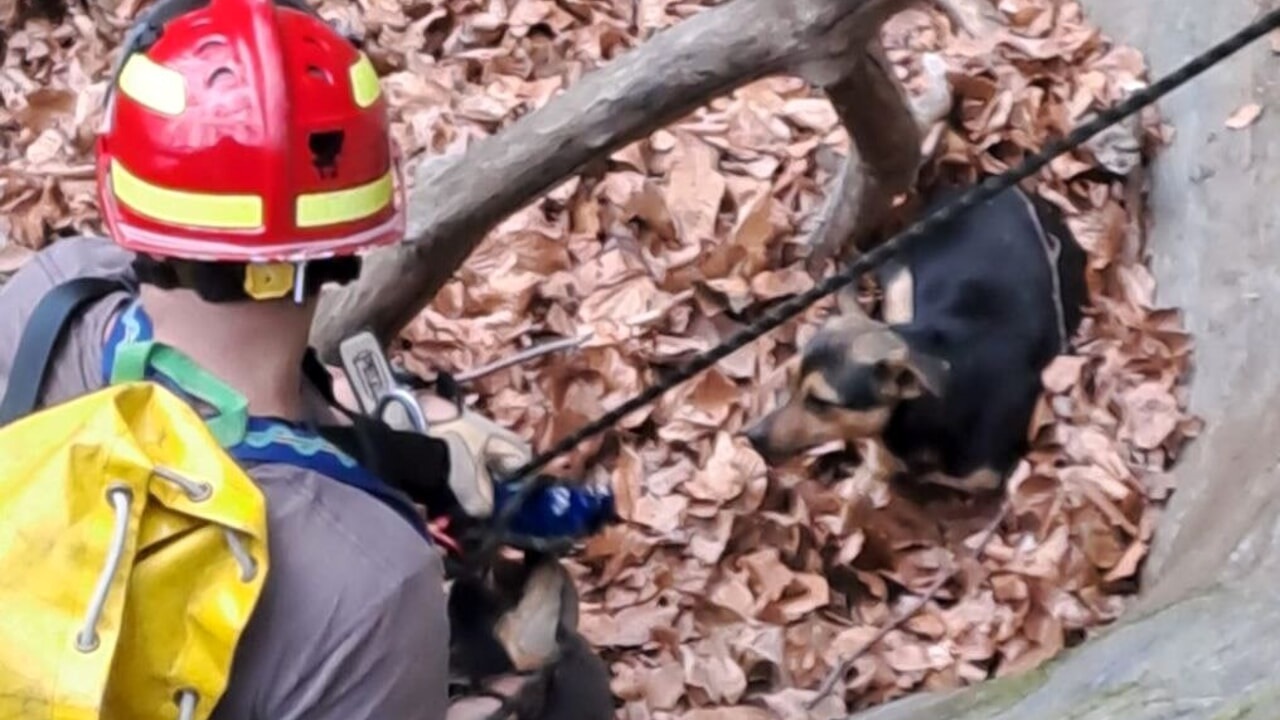 Soccorritore con il cane piccolo nero