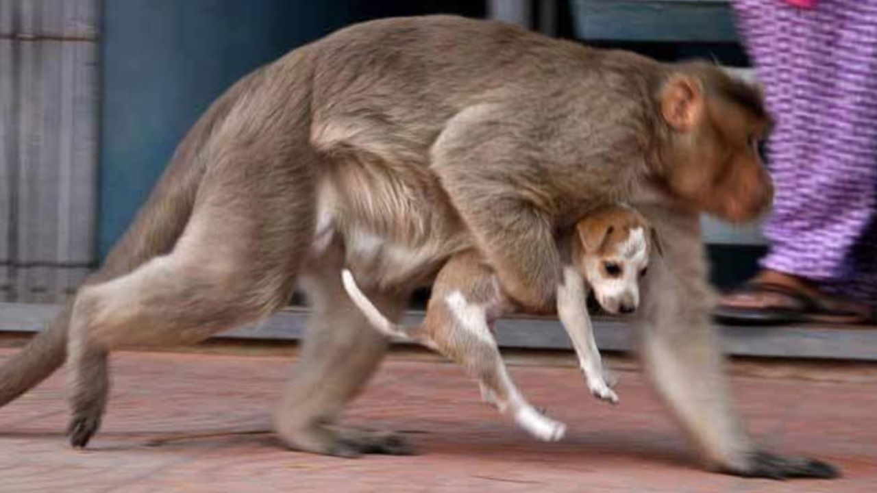 scimmia che cammina con cucciolo in braccio