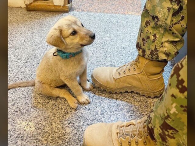 Un adorabile cucciolo di cane randagio irrompe in caserma e trova proprio ciò che stava cercando