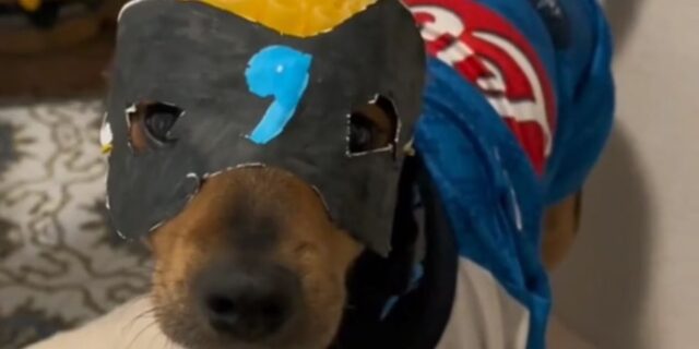 Dove arriva la passione per il calcio: questo cagnolino omaggia un giocatore del Napoli