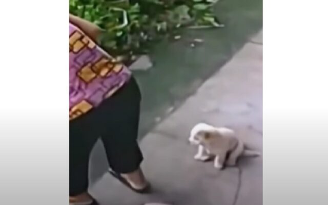 Il cagnolino prende una sedia per la sua nonnina: la scenetta diventa virale
