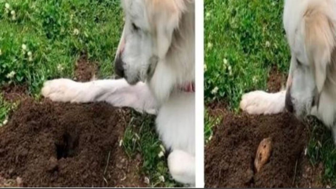 la cagnolina Fiona vicino ad una buca