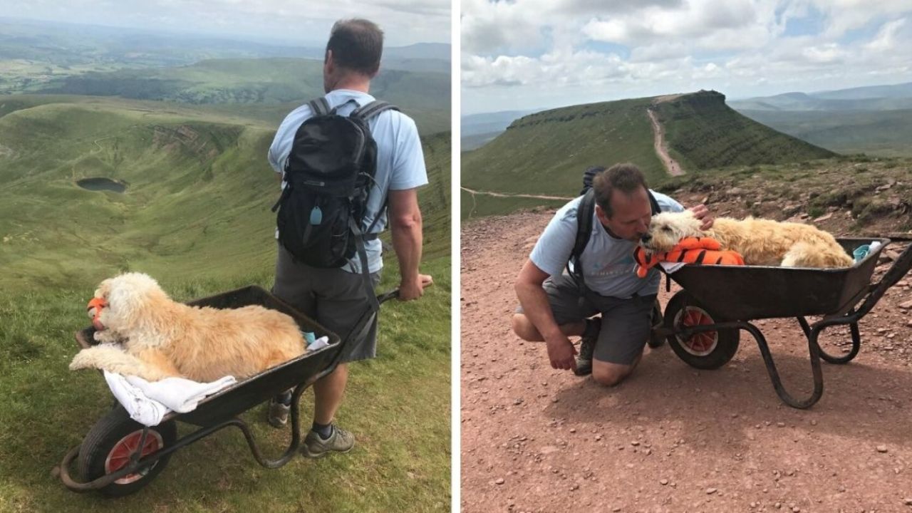 cane su una carriola 