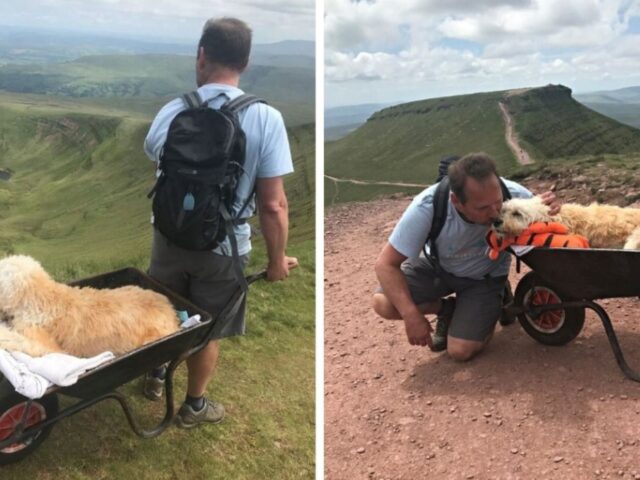 L’ultimo saluto più straziante: quest’uomo porta il suo cane in cima alla montagna per l’ultima volta