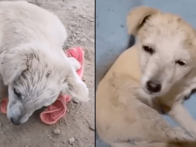 Il cucciolo di cane con danni cerebrali fa di tutto per nascondersi, ma non smette di ringraziare il suo soccorritore