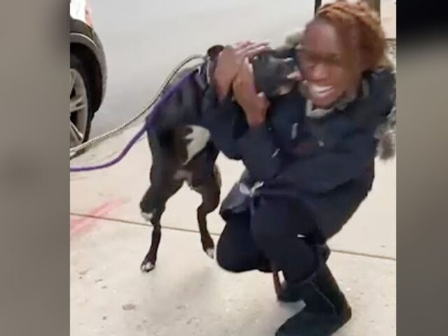 È rimasto un anno per strada: quando il cane si ricongiunge con la sua mamma umana, è pura gioia