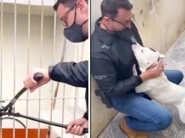 Il poliziotto libera il cane abbandonato e lui ricambia con un milione di baci incontenibili
