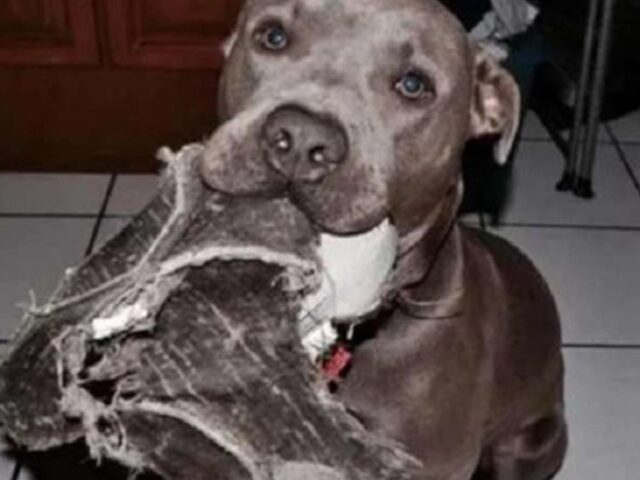 Il Pitbull gentile compie un gesto adorabile: porta a casa una gatta incinta per metterla al sicuro