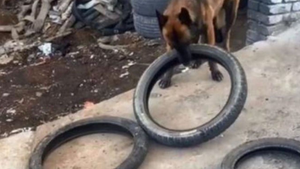 Un cane da pastore Maliois Belga che mette in ordine gli pneumatici