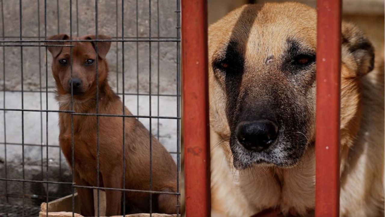 Cani rinchiusi all'interno delle gabbie