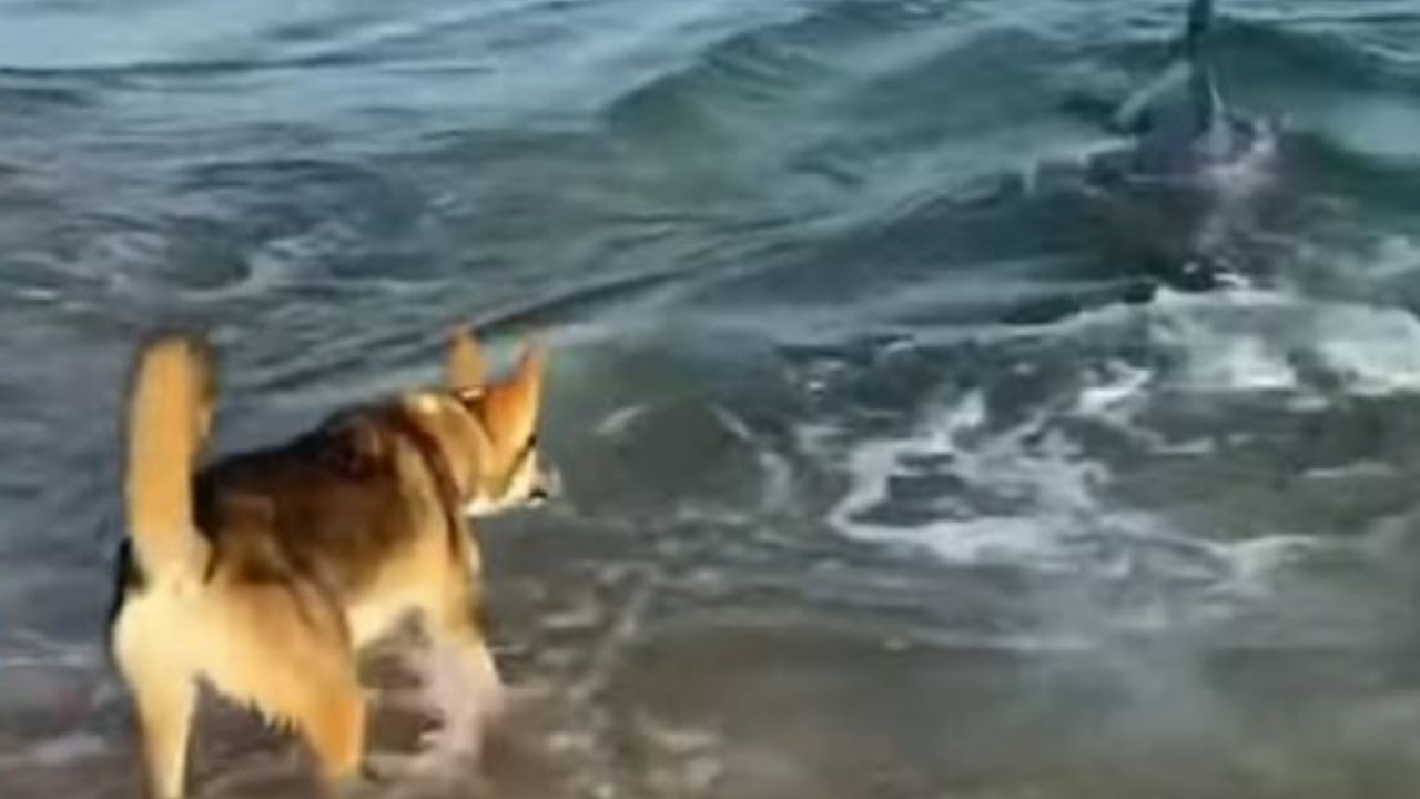 Un cane che gioca con un delfino