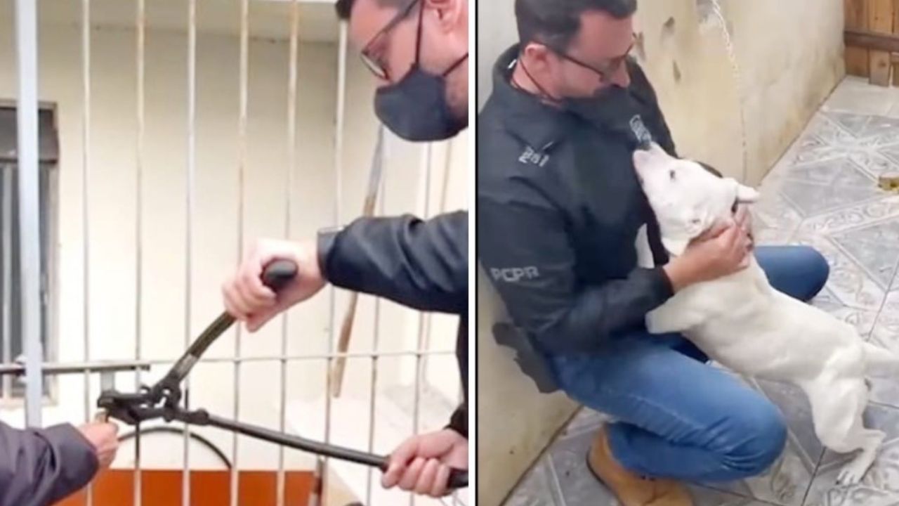 cane bianco salta addosso a ragazzo 