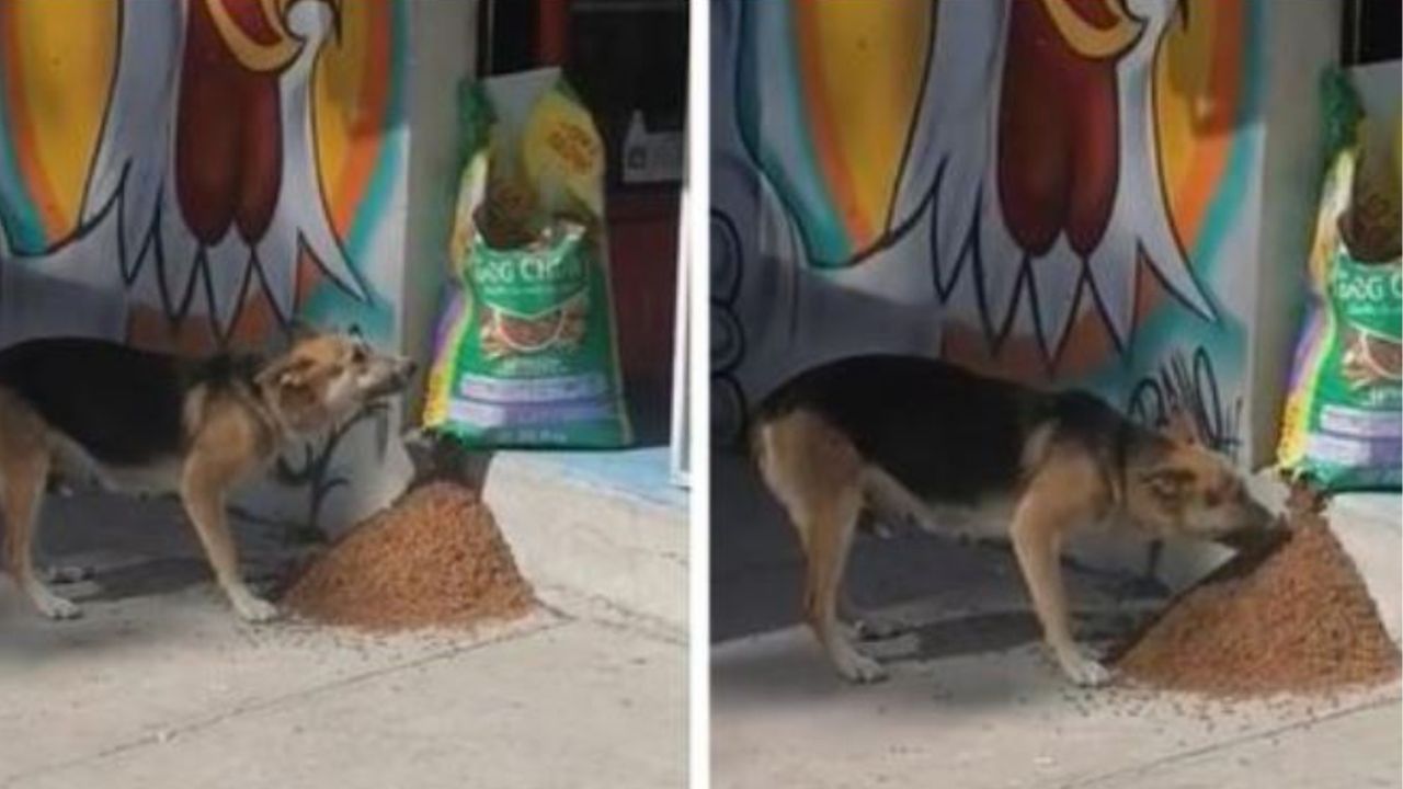 Una cagnolina mangia moltissime crocchette