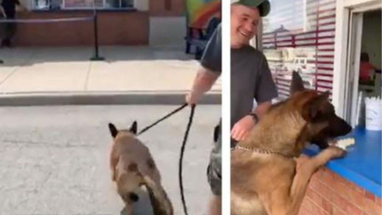 Un cane poliziotto che mangia il gelato