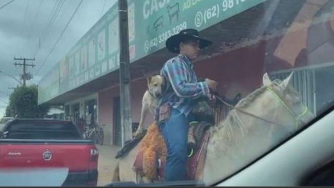 Un cane che va a cavallo