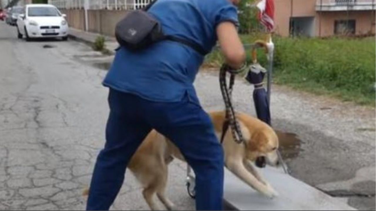 Un cane con un uomo che lo aiuta a camminare