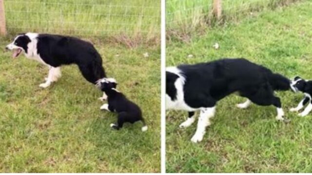 Il papà vorrebbe lavorare, ma il suo cucciolo non è d’accordo: la scena fra questi cani è imperdibile