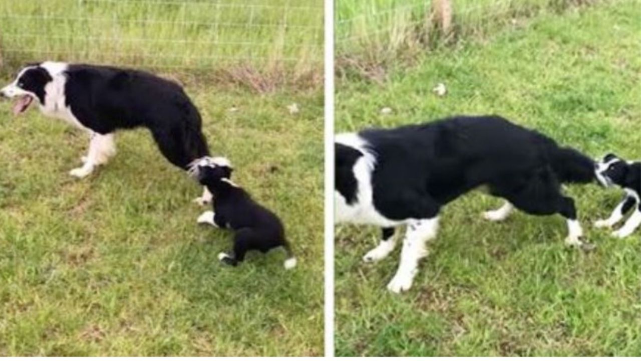 Un cucciolo di cane con il suo Border Collie padre