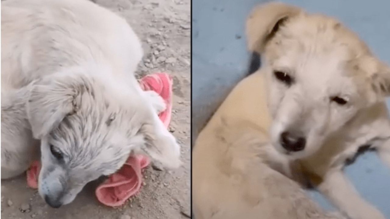 cane bianco su una copertina rosa 