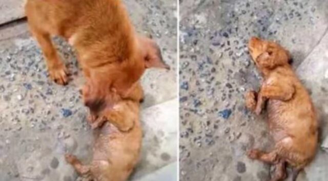 Non riesce a risvegliare il suo cucciolo e non se ne fa una ragione: questa cagnolina urla e piange