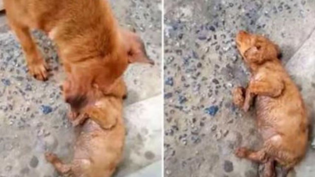 Una cagnolina randagia con il suo piccolo cucciolo