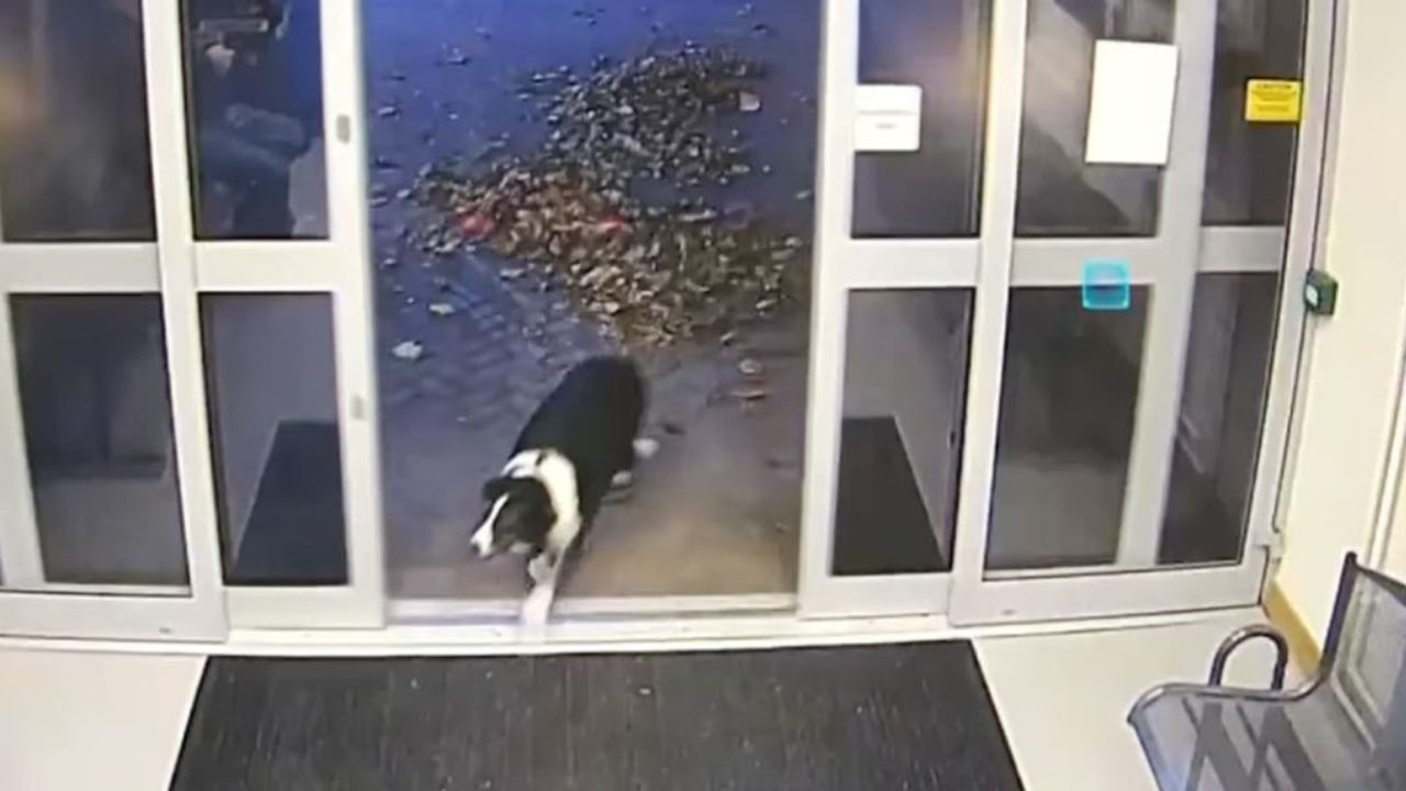 cane bianco e nero che entra dalla porta 