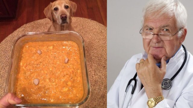 Il veterinario si scaglia contro una donna che ha preparato al suo cane una cena vegana