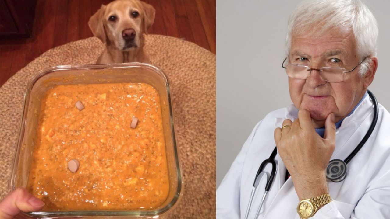 Un cane di fronte ad un piatto vegano e un medico