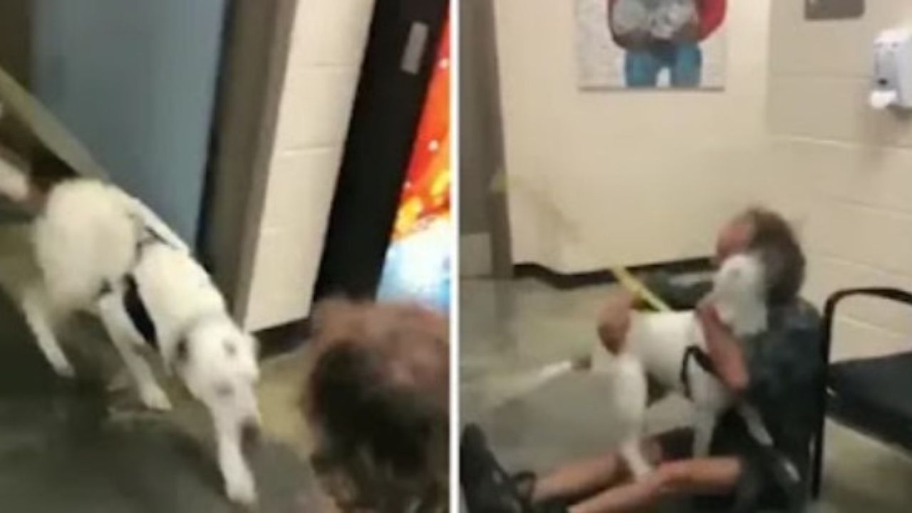 cane bianco rivede il suo proprietario