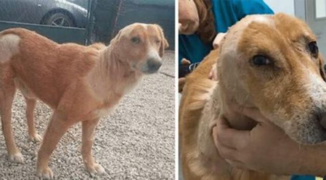 Il cane spaventato e triste è stato accolto con odio ogni volta che ha provato a chiedere aiuto