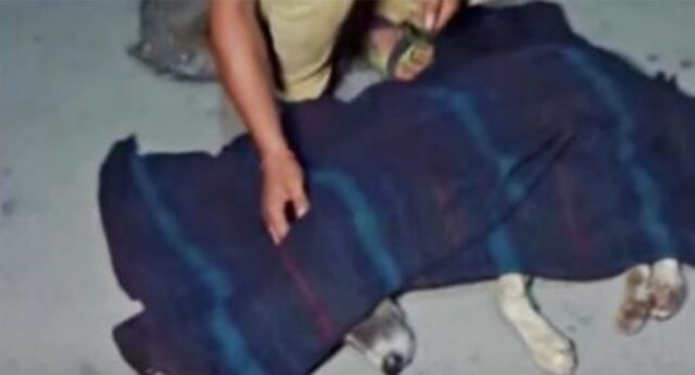 Stanno per dire addio a un cane che non reagisce, ma uno strano respiro cambia tutto