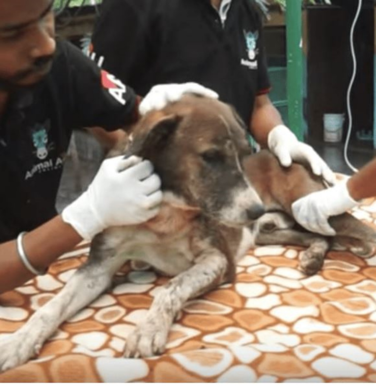 Un cane in una clinica veterinaria