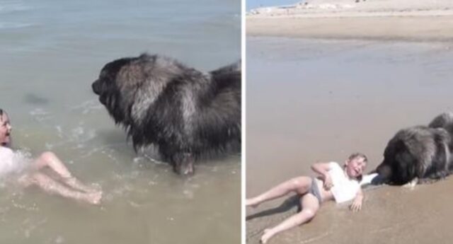 Il cane “salva” la vita di una bambina in spiaggia: credeva che stesse per affogare