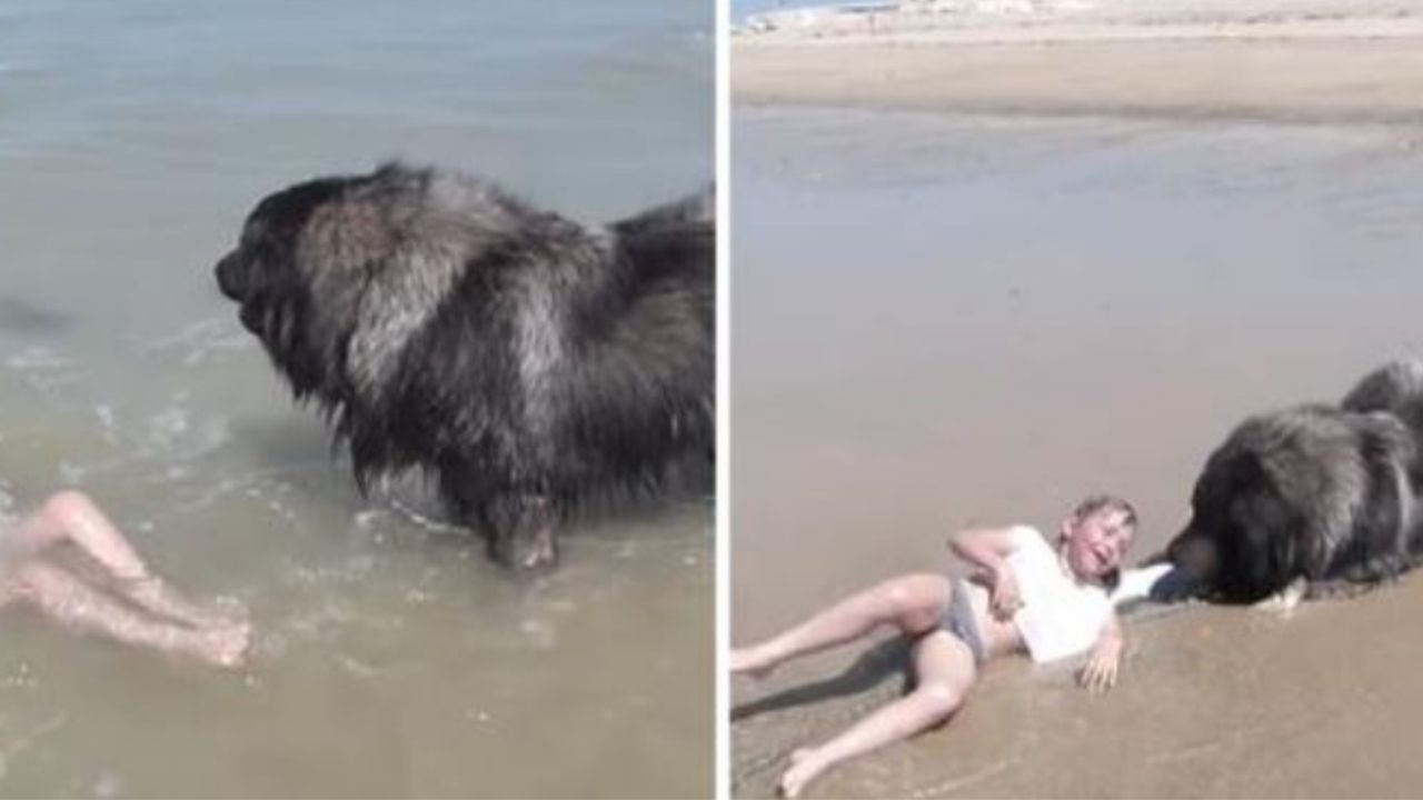 Un cane Terranova tira una bambina in spiaggia dalla maglietta