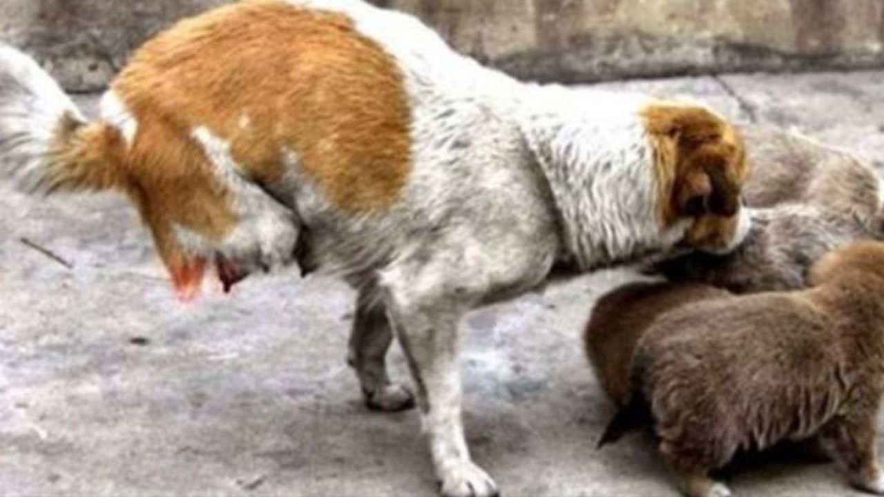 cagnolina con i suoi cuccioli